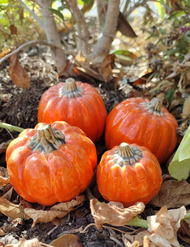 Delta Fall Pumpkins